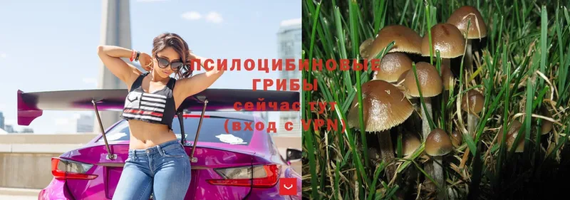 Псилоцибиновые грибы Magic Shrooms  Курган 